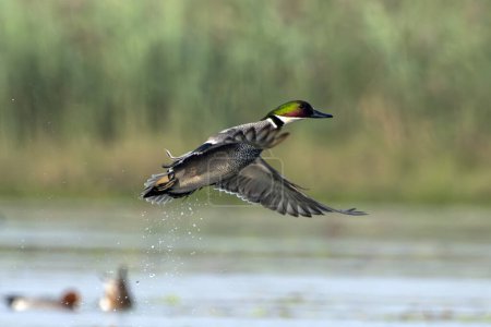 Photo for Falcated duck or falcated teal (Mareca falcata) observed in Gajoldaba in West Bengal, India - Royalty Free Image