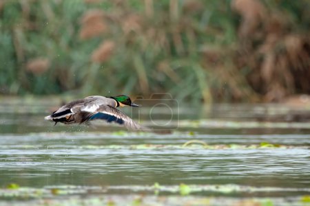 Photo for Falcated duck or falcated teal (Mareca falcata) observed in Gajoldaba in West Bengal, India - Royalty Free Image