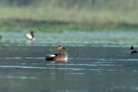 Gadwall or Mareca strepera, a common and widespread dabbling duck, observed in Gajoldaba in West Bengal, India