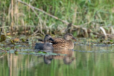 Photo for Gadwall or Mareca strepera, a common and widespread dabbling duck, observed in Gajoldaba in West Bengal, India - Royalty Free Image
