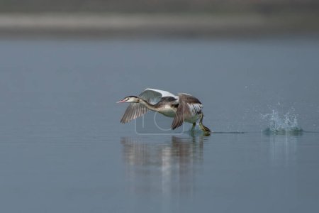 Photo for Great crested grebe Podiceps cristatus observed in Gajoldaba in West Bengal, India - Royalty Free Image