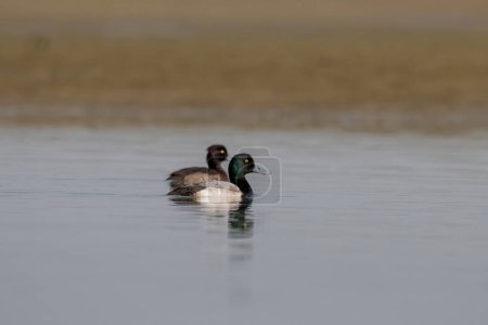 Greater scaup (Aythya marila), just scaup in Europe or, colloquially, bluebill in North America, a mid-sized diving duck, observed in Gajoldaba in West Bengal, India