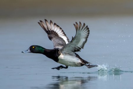 Photo for Greater scaup (Aythya marila), just scaup in Europe or, colloquially, bluebill in North America, a mid-sized diving duck, observed in Gajoldaba in West Bengal, India - Royalty Free Image
