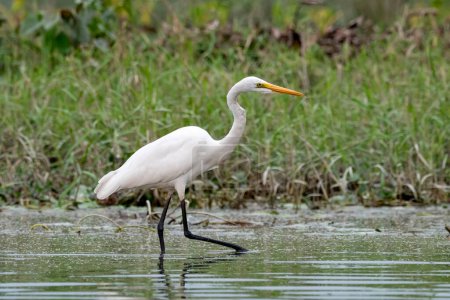 Photo for Intermediate egret, median egret, smaller egret, or yellow-billed egret (Ardea intermedia) observed in Gajoldaba in West Bengal, India - Royalty Free Image