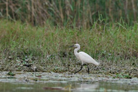 Photo for Little egret (Egretta garzetta), a species of small heron in the family Ardeidae, observed in Gajoldaba in West Bengal, India - Royalty Free Image