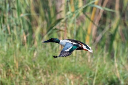 Photo for Northern shoveler (Spatula clypeata) observed in Gajoldaba in West Bengal, India - Royalty Free Image