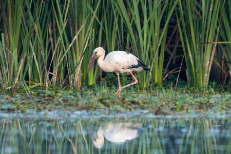 Photo for Asian openbill or Asian openbill stork (Anastomus oscitans) observed in Gajoldaba in West Bengal, India - Royalty Free Image
