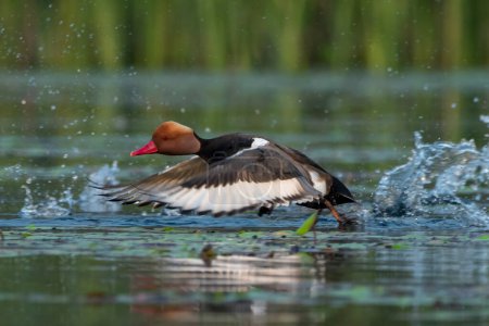 Photo for Red-crested pochard (Netta rufina), a large diving duck, observed in Gajoldaba in West Bengal, India - Royalty Free Image