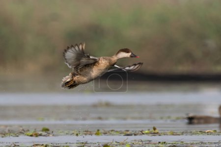 Red-crested pochard (Netta rufina), a large diving duck, observed in Gajoldaba in West Bengal, India
