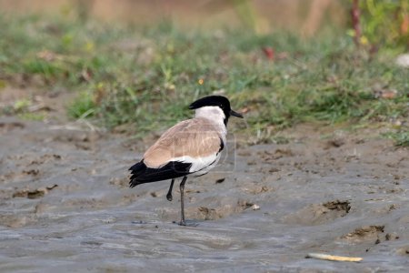 Photo for River lapwing (Vanellus duvaucelii) observed in Gajoldaba in West Bengal, India - Royalty Free Image