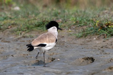 Photo for River lapwing (Vanellus duvaucelii) observed in Gajoldaba in West Bengal, India - Royalty Free Image