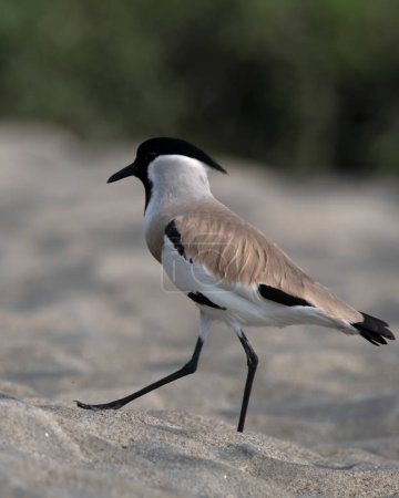 River lapwing (Vanellus duvaucelii) observed in Gajoldaba in West Bengal, India