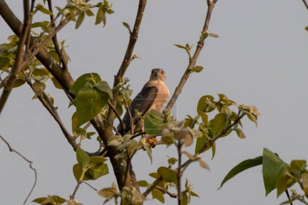 Photo for Shikra (Accipiter badius),a small bird of prey in the family Accipitridae, observed in Gajoldaba in West Bengal, India - Royalty Free Image