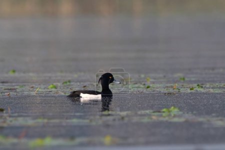 Photo for Tufted duck or tufted pochard (Aythya fuligula), a small diving duck, observed in Gajoldaba in West Bengal, India - Royalty Free Image
