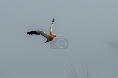 Photo for Ruddy shelduck (Tadorna ferruginea), known in India as the Brahminy duck, observed in Gajoldaba in Weset Bengal, India - Royalty Free Image