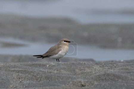 Photo for Small pratincole, little pratincole, or small Indian pratincole (Glareola lactea), a small wader in the pratincole family, Glareolidae, observed in Gajoldaba in West Bengal, India - Royalty Free Image