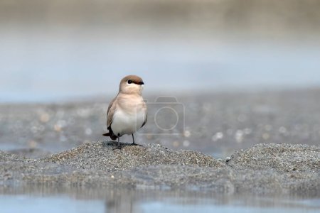 Photo for Small pratincole, little pratincole, or small Indian pratincole (Glareola lactea), a small wader in the pratincole family, Glareolidae, observed in Gajoldaba in West Bengal, India - Royalty Free Image