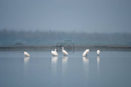 Photo for Little egret (Egretta garzetta), a species of small heron in the family Ardeidae, observed in Gajoldaba in West Bengal, India - Royalty Free Image