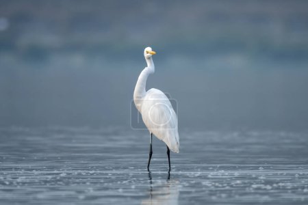 The great egret (Ardea alba), also known as the common egret, large egret, or (in the Old World) great white egret or great white heron, observed in Gajoldaba in West Bengal, India