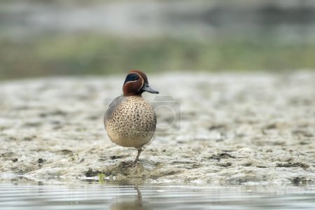 Photo for Eurasian teal (Anas crecca), common teal, or Eurasian green-winged teal observed in Gajoldaba in West Bengal, India - Royalty Free Image
