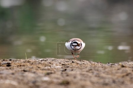 Photo for Little ringed plover (Charadrius dubius) observed in Gajoldaba in West Bengal, India - Royalty Free Image