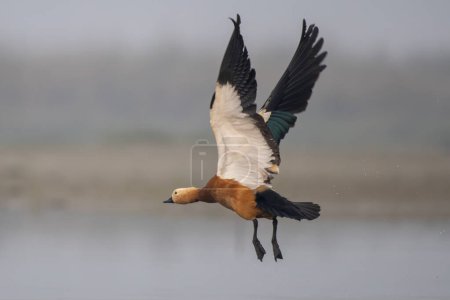 Photo for Ruddy shelduck (Tadorna ferruginea), known in India as the Brahminy duck, observed in Gajoldaba in Weset Bengal, India - Royalty Free Image