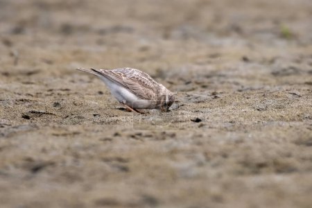 Photo for Sand lark (Alaudala raytal) observed in Gajoldaba in West Bengal, India - Royalty Free Image