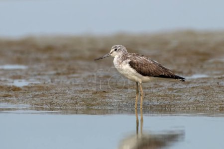 Photo for Common greenshank (Tringa nebularia), a wader in the large family Scolopacidae, observed in Gajoldaba in West Bengal, India - Royalty Free Image