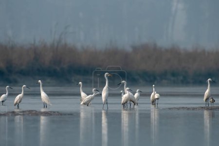 Photo for Little egret (Egretta garzetta) and Great Egret (Ardea alba) observed in Gajoldabal in West Bengal, India - Royalty Free Image