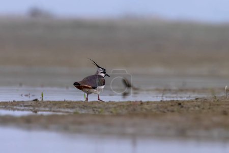 Photo for Northern lapwing (Vanellus vanellus), also known as the peewit or pewit, tuit or tewit, green plover, or pyewipe or just lapwing, observed in Gajoldaba in West Bengal, India - Royalty Free Image