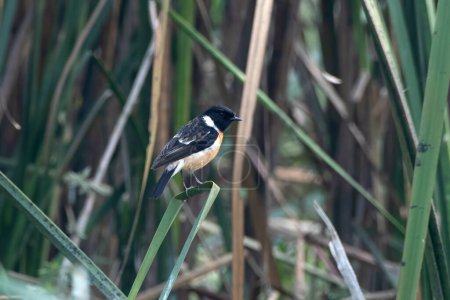 Photo for Siberian stonechat or Asian stonechat (Saxicola maurus) observed in Gajoldaba in West Bengal, India - Royalty Free Image