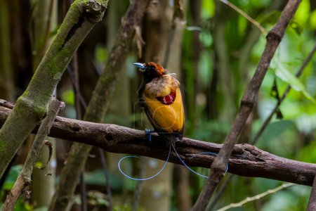 Photo for Magnificent bird-of-paradise in Arfak mountains in West Papua, Indonesia - Royalty Free Image