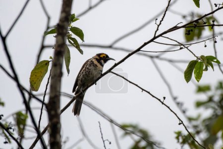 Photo for Ornate melidectes or ornate honeyeater (Melidectes torquatus) is a species of bird in the family Meliphagidae. It is found in the New Guinea Highlands. - Royalty Free Image