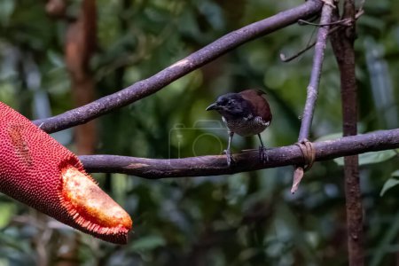Photo for Vogelkop Lophorina or Lophorina niedda is a species of bird in the family Paradisaeidae. It is endemic to the Bird's Head Peninsula in New Guinea - Royalty Free Image