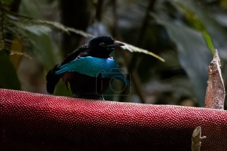Photo for Male Vogelkop Lophorina or Lophorina niedda is a species of bird in the family Paradisaeidae. It is endemic to the Bird's Head Peninsula in New Guinea - Royalty Free Image