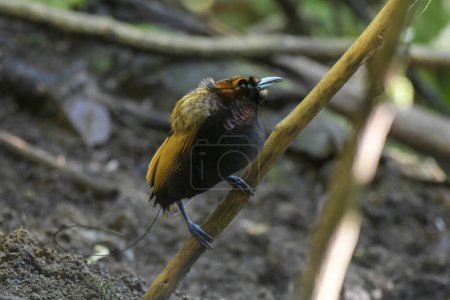 Photo for Male Magnificent bird-of-paradise in Arfak mountains in West Papua, Indonesia - Royalty Free Image