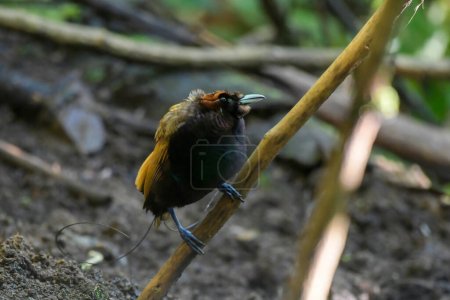 Photo for Male Magnificent bird-of-paradise in Arfak mountains in West Papua, Indonesia - Royalty Free Image