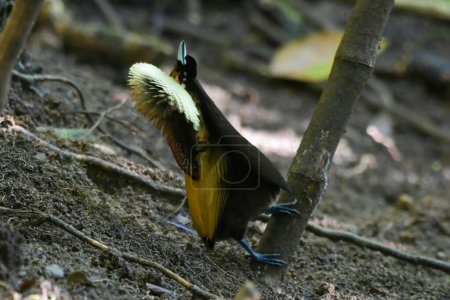 Photo for Courting display of male Magnificent bird-of-paradise (Diphyllodes magnificus) in Arfak mountains in West Papua, Indonesia - Royalty Free Image