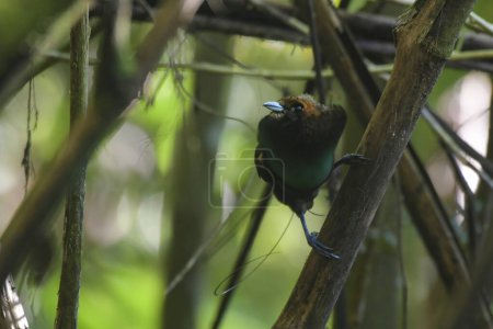 Photo for Male Magnificent bird-of-paradise (Diphyllodes magnificus) in Arfak mountains in West Papua, Indonesia - Royalty Free Image