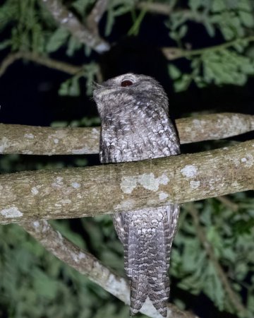 Photo for Papuan frogmouth (Podargus papuensis) observed in Waigeo in West Papua, Indonesia - Royalty Free Image
