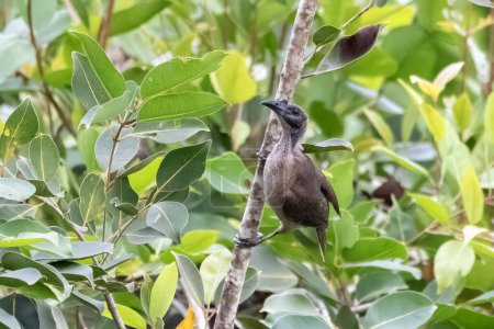 Photo for Helmeted friarbird (Philemon buceroides) observed in Waigeo in West Papua, Indonesia - Royalty Free Image