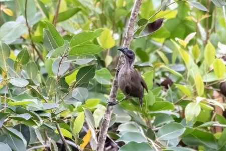 Photo for Helmeted friarbird (Philemon buceroides) observed in Waigeo in West Papua, Indonesia - Royalty Free Image