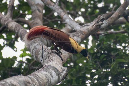 Photo for Red bird-of-paradise (Paradisaea rubra), also called the cendrawasih merah observed in West Papua, Indonesia - Royalty Free Image