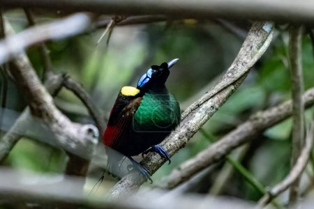 Photo for Wilson's bird-of-paradise (Diphyllodes respublica) observed in Waigeo in West Papua, Indonesia - Royalty Free Image