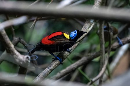 Téléchargez les photos : Oiseau de paradis de Wilson (Diphyllodes respublica) observé à Waigeo en Papouasie occidentale, Indonésie - en image libre de droit