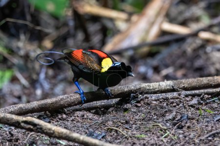 Photo for Wilsons bird-of-paradise Diphyllodes respublica observed in Waigeo in West Papua, Indonesia - Royalty Free Image