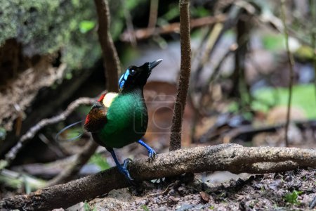 Téléchargez les photos : Wilsons oiseau de paradis Diphyllodes respublica observé à Waigeo en Papouasie occidentale, Indonésie - en image libre de droit