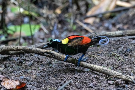 Photo for Wilsons bird-of-paradise Diphyllodes respublica observed in Waigeo in West Papua, Indonesia - Royalty Free Image