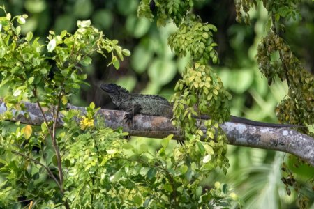 Foto de Lagarto velero filipino Hydrosaurus pustulatus, también conocido como lagarto de cresta, lagarto de aleta de vela, lagarto de agua de aleta de vela, lagarto de agua de soa-soa o ibid, observado en Waigeo en Papúa Occidental, Indonesia - Imagen libre de derechos