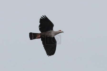 Téléchargez les photos : Pinons pigeon impérial ou Pinon pigeon impérial Ducula pinon observé à Waigeo en Papouasie occidentale, Indonésie - en image libre de droit